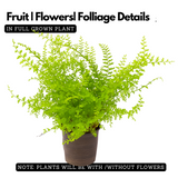 Cotton Candy Fern Live Plant (Home & Garden)