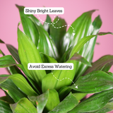 Dracaena Compacta - Live Plant (With 5 Inch Self-Watering Pot & Plant)