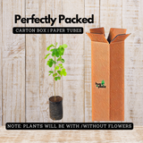 Rain tree / / Albizzia saman / (Avenue Tree) Live Plant (Home & Garden)