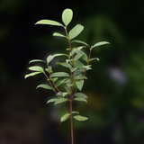 Cherry of the Paramirim Fruit (Eugenia Oblongata) SeedlingFruit Plant (Home & Garden Plants)