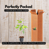 Tabebuia rosea|Tabebuia rosea(Avenue Tree) Live Plant (Home & Garden)