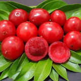 Ubaia Fruit (Eugenia patrisii) Seedling Fruit Plant (Home & Garden Plants)