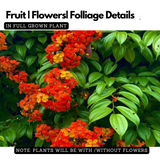 Bauhinia Coccinea Live Plant (Home & Garden)