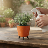 Jade Plant (Crassula ovata) in Lagos 13 cm Pot | Indoor Succulent | Good Luck & Air Purifying Live Plant for Home & Office Décor (Pot Colour May Vary)