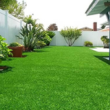 Mexican Lawn GrassPer SQFT For Lawn, Ground,Garden (Home & Garden)