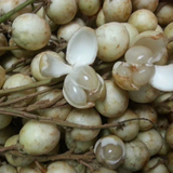 White Rambai (Baccaurea Motleyana) Seedling Fruit Plant (Home & Garden Plants)