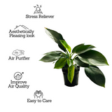 Philodendron Imperial Green - Live Plant (Home & Garden)