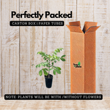 Spathodea |Spathodea campanulata (Avenue Tree)Live Plant (Home & Garden)