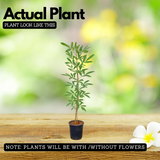 Tabebuia Argentea (Silver Trumpet Tree) Avenue Trees Live Plant (Home & Garden)