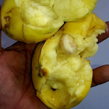 Sundrop Fruit (Eugenia Victoriana) Seedling Fruit Plant (Home & Garden Plants)