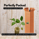 Pongamia/ Indian Beech Tree (Avenue Trees)Live Plant (Home & Garden)