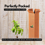 Lagerstroemia Purple / Crape Myrtle Purple ( Avenue Trees) Live Plant (Home & Garden)