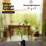 Rangoon bamboo|Bambusa tulda(Avenue Tree) Live Plant (Home & Garden)