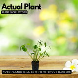 Water Pennywort (Hydrocotyle vulgaris) Aquatic Live Plant (Home & Garden)