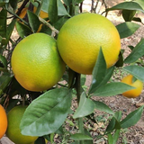 All Time vietnam Malta Orange (BAU 3 malta) Grafted Fruit Plant (Home & Garden Plants)