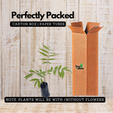 Soapnut / Ritha / Tree( Avenue Trees)Live Plant (Home & Garden)