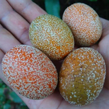Madhubilata (Stixis Suaveolens) Fruit Plant (Home & Garden Plants)