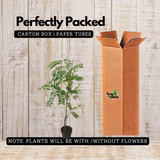 Cassia Javanica / Pink Shower (Avenue Tree) Live Plant (Home & Garden)