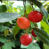 Lanceleaf Garcinia (Garcinia gracilis) Seedling Fruit Plant (Home & Garden Plants)