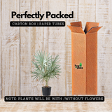 Bismarckia Nobilis | Bismarck Palm Live Plant (Home & Garden)