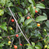 Lolly Berry Fruit (Salacia Chinensis) Seedling Fruit Plant (Home & Garden Plants)