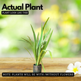 Iris Plant (Iris germanica / Iris spp.) Live Flowering Plant (Home & Garden)