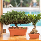 Hug A Plant |Juniper 40CM Rectangle Plastic Pots for Home & Garden (40CM| 15 INCH)