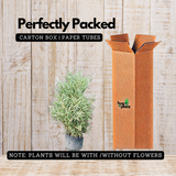 White Bamboo ( Bambusa chungii) Live Plant (Home & Garden)