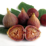 Brown Turkey Fig Live Plant (Ficus carica 'Brown Turkeyƒ?�) Layered Fruit Plant (Home & Garden Plants)