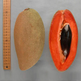 Mamey Sapote Magana (Pouteria Sapota) Seedling Fruit Plant (Home & Garden Plants)
