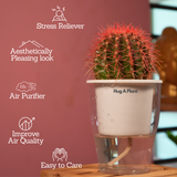 Ball Cactus Red (echinocactus grusonii) - Live Plant (With 5 Inch Self-Watering Pot & Plant)