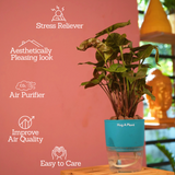 Syngonium Red Plum Plant (Pink veins) - Live Plant (With Self-Watering Pot & Plant)