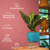 Monstera Peru (Monstera karstenianum)- Live Plant (With 4 Inch Self-Watering Pot & Plant)