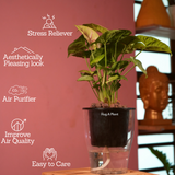 Syngonium Lemon - Live Plant (With 5 Inch Self-Watering Pot & Plant)