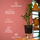 Zamioculcas zamiifolia ƒ??Zenziƒ?? Dwarf ZZ Plant- Live Plant (With 5 Inch Self-Watering Pot & Plant)