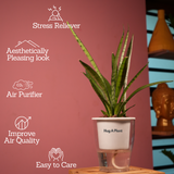 Sansevieria Silver Princess / Snake Plant (Sansevieria trifasciata)- Live Plant (With 5 Inch Self-Watering Pot & Plant)