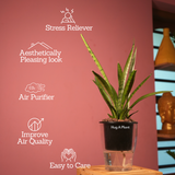 Sansevieria Silver Princess / Snake Plant (Sansevieria trifasciata)- Live Plant (With 5 Inch Self-Watering Pot & Plant)