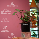 Watermelon Peperomia (Peperomia argyreia) - Live Plant (With 5 Inch Self-Watering Pot & Plant)