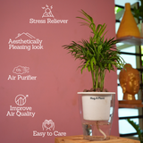 Chamaedorea Palm (Chamaedorea seifrizii) - Live Plant (With 5 Inch Self-Watering Pot & Plant)