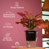 Aglaonema Red Angel / Chinese Evergreen (Aglaonema commutatum)- Live Plant (With 5 Inch Self-Watering Pot & Plant)