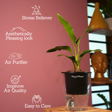 Bird Of Paradise (Strelitzia reginae)- Live Plant (With 5 Inch Self-Watering Pot & Plant)