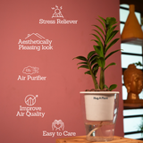 Zamioculcas zamiifolia ƒ??Zenziƒ?? Dwarf ZZ Plant- Live Plant (With 5 Inch Self-Watering Pot & Plant)