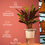 Calathea insignis (Goeppertia insignis) - Live Plant (With 5 Inch Self-Watering Pot & Plant)