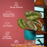 Silver Pictus / Silver Satin Pothos - Live Plant ( 4 Inch With Self-Watering Pot & Plant)
