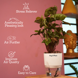 Syngonium Red Plum Plant (Pink veins) - Live Plant (With Self-Watering Pot & Plant)