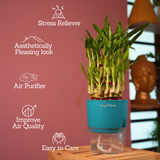 3 Layer Lucky Bamboo - Live Plant (With Self-Watering Pot & Plant)