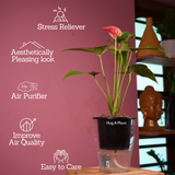 Red Anthurium (Anthurium andraeanum) Flowering/Ornamental Live Plant (With 5 Inch Self-Watering Pot & Plant)