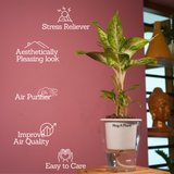 Dieffenbachia Sparkles - Live Plant (With 5 Inch Self-Watering Pot & Plant)