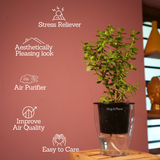 Jade Plant (Crassula Argentea) - Live Plant (With Self-Watering Pot & Plant)