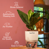 Monstera Peru (Monstera karstenianum)- Live Plant (With 4 Inch Self-Watering Pot & Plant)